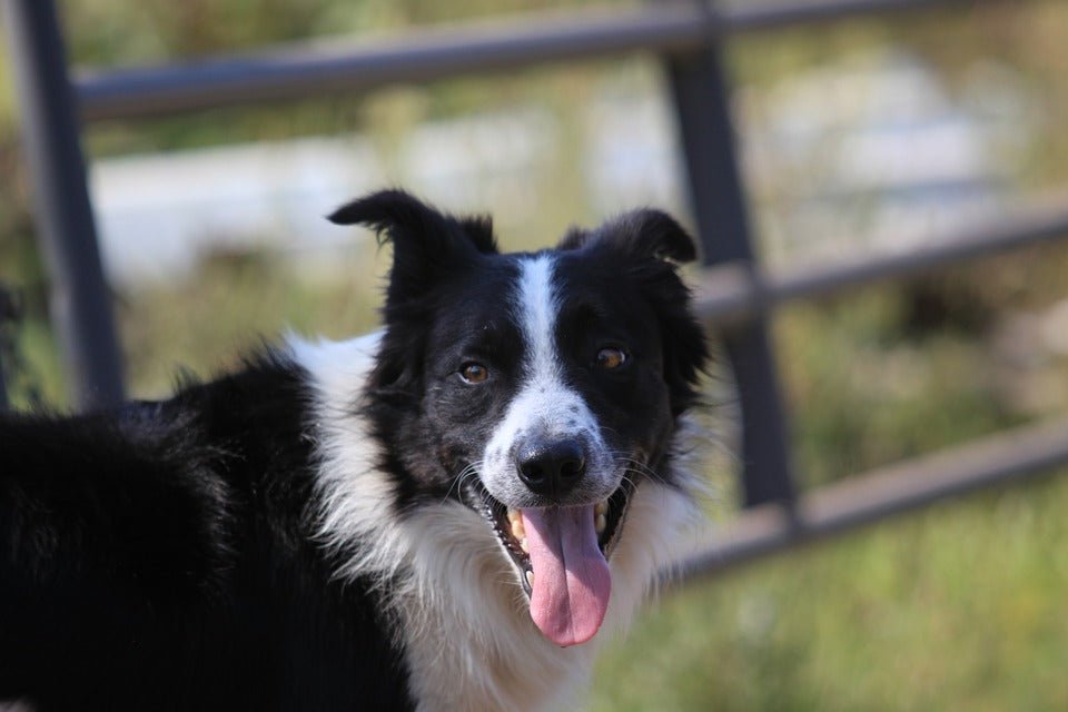 3 safety tips for your working farm dog - Wishbone Pet Foods NZ