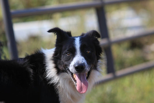 3 safety tips for your working farm dog - Wishbone Pet Foods NZ