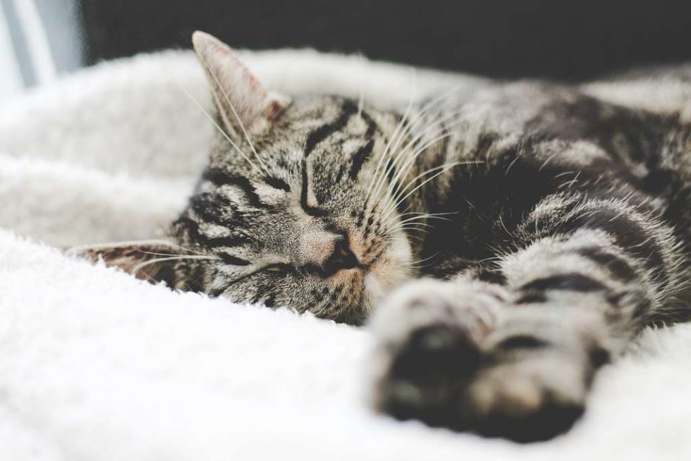 5 crucial care tips for senior cats - Wishbone Pet Foods NZ