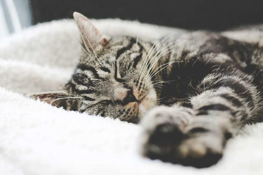 5 crucial care tips for senior cats - Wishbone Pet Foods NZ