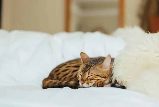 5 ways to make your home cat-friendly - Wishbone Pet Foods NZ