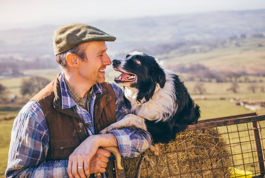 6 recommended working dog breeds for your farm - Wishbone Pet Foods NZ
