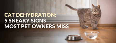 Cat Dehydration: 5 Sneaky Signs Most Pet Owners Miss - Wishbone Pet Foods NZ