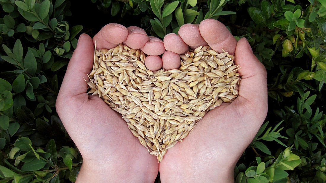 Dog Food Pros & Cons: Grain-Free or with Grain? - Wishbone Pet Foods NZ