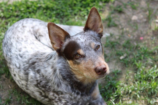 Farm dog facts: What makes the Australian Cattle Dog a great herder - Wishbone Pet Foods NZ
