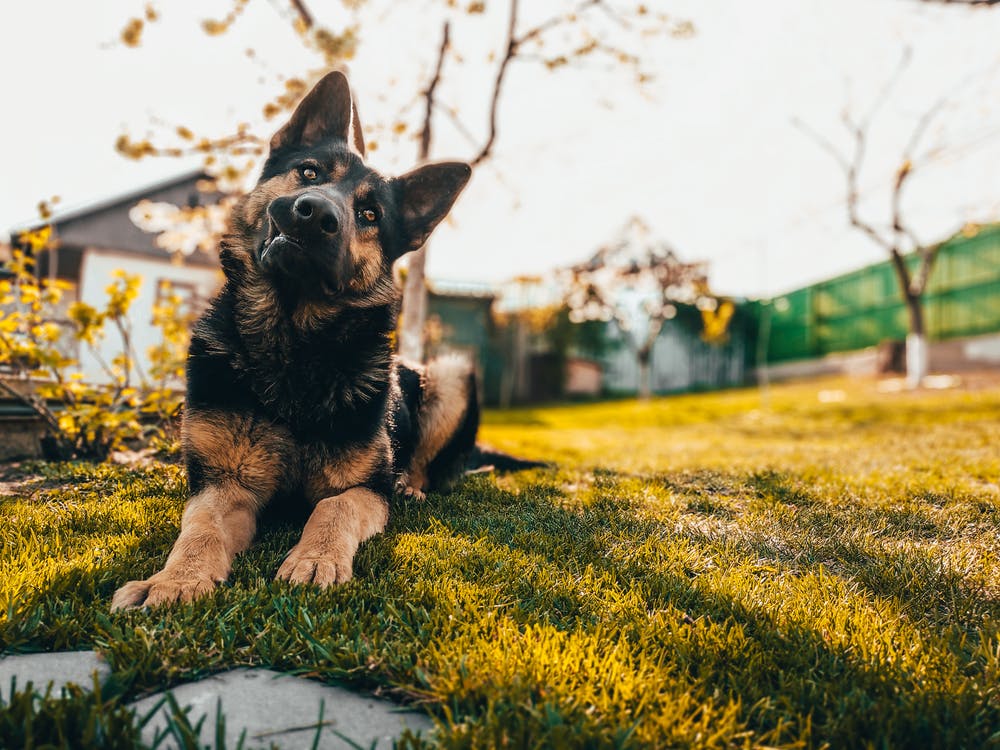 Farm dog facts: What makes the German Shepherd a great herder - Wishbone Pet Foods NZ