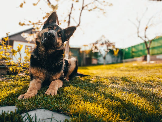 Farm dog facts: What makes the German Shepherd a great herder - Wishbone Pet Foods NZ
