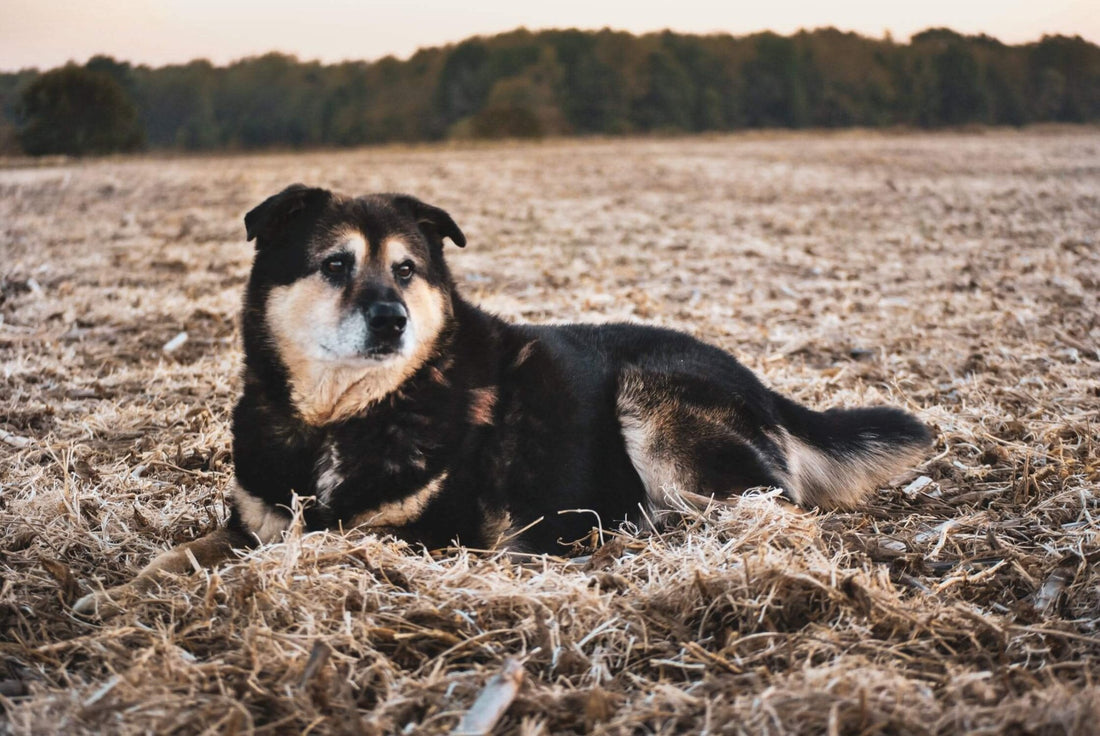 How to Train your Working Farm Dog - Wishbone Pet Foods NZ