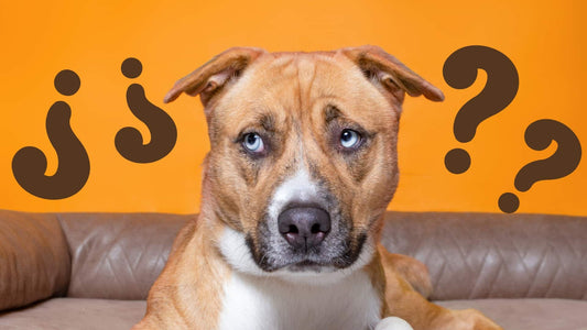 Love Language Quest: Which One Makes Your Pup's Tail Wag? - Wishbone Pet Foods NZ