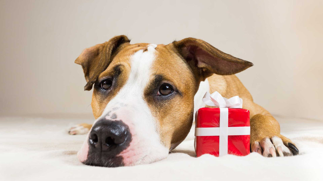 My Love Language For My Pets: Gift-Giving - Expressing Love to Our Fur Babies - Wishbone Pet Foods NZ