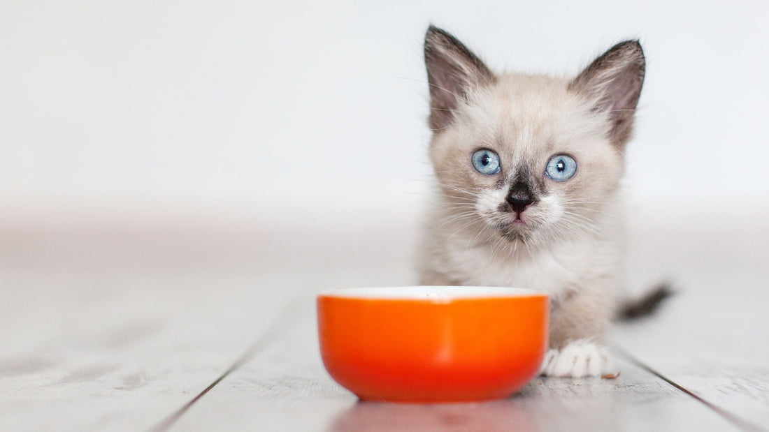 Nourishing Their Future: The Benefits of Wishbone Pet Food for Kittens - Wishbone Pet Foods NZ