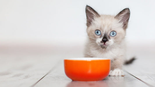 Nourishing Their Future: The Benefits of Wishbone Pet Food for Kittens - Wishbone Pet Foods NZ