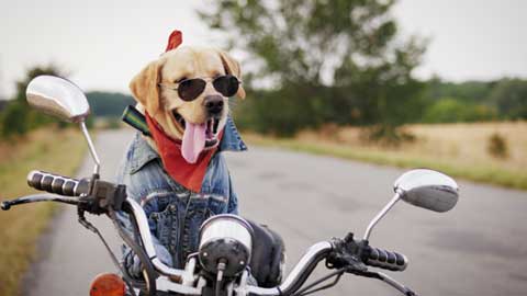 The Power of your Furry Friend: How One Dog Can Transform Your Life - Wishbone Pet Foods NZ