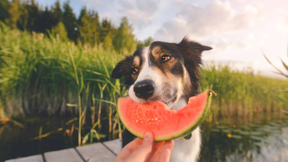 Understanding The Truth About a Dog's Omnivorous Diet - Wishbone Pet Foods NZ