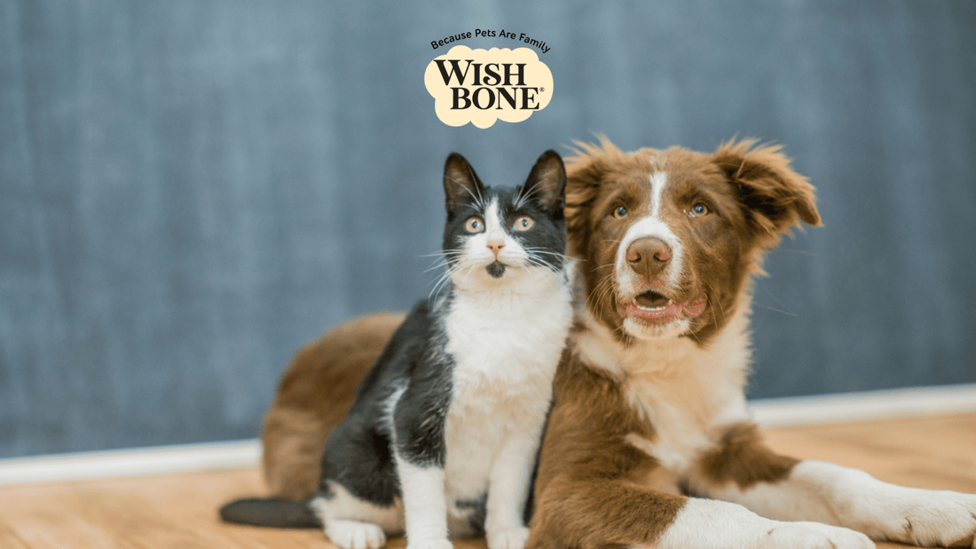 Unraveling the Mysteries of Picky Pet Eaters - Wishbone Pet Foods NZ