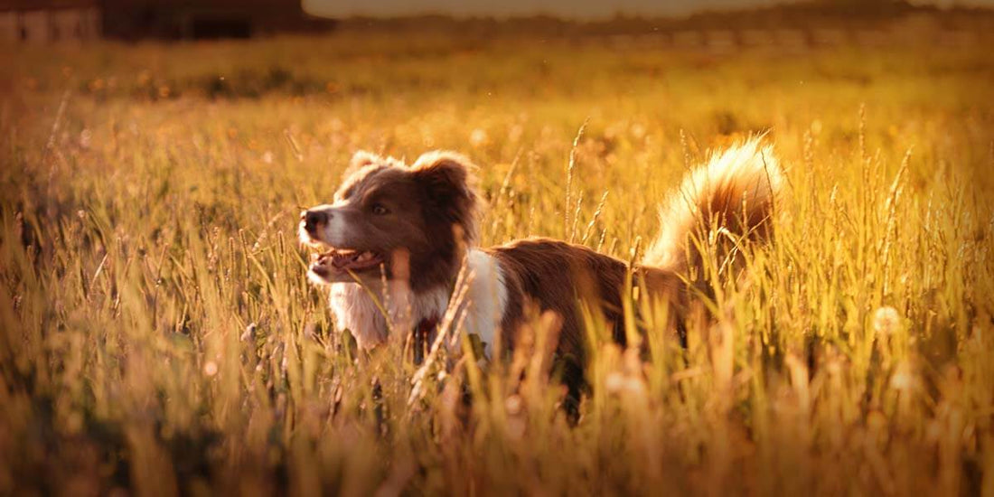 What is Taurine and why Dogs Need it - Wishbone Pet Foods NZ