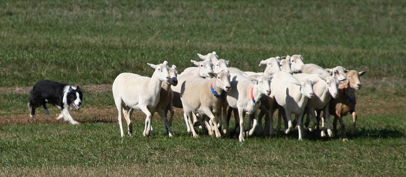 What makes the Border Collie a great herder - Wishbone Pet Foods NZ