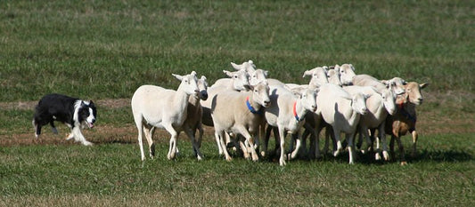 What makes the Border Collie a great herder - Wishbone Pet Foods NZ