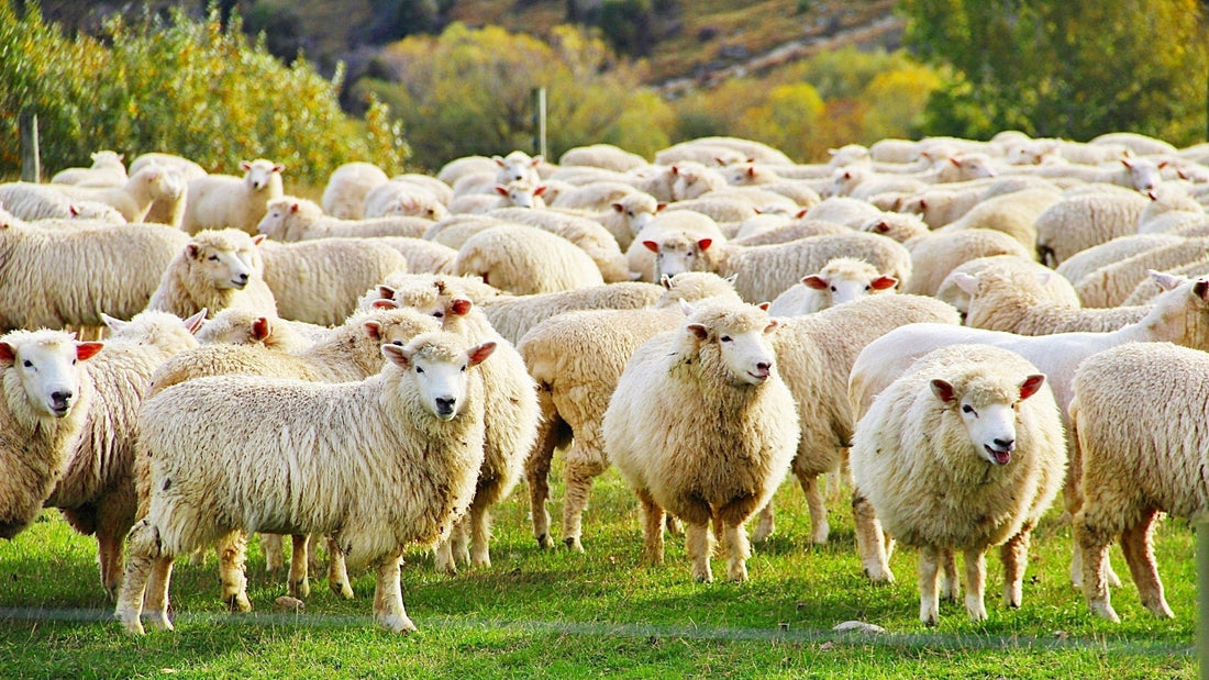 What New Zealand Lamb Has To Offer Cats - Wishbone Pet Foods NZ