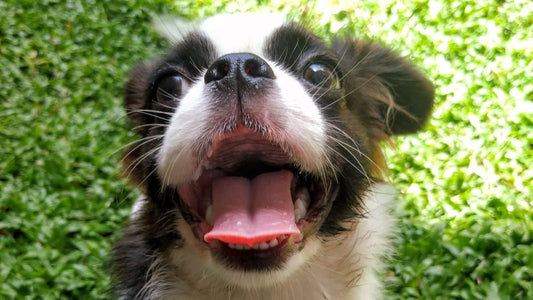 Why does my dog's breath stink? - Wishbone Pet Foods NZ