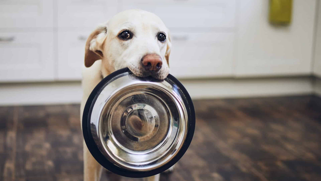 Wishbone Kitchen: Hassle-Free Salmon Recipes for Dogs - Wishbone Pet Foods NZ