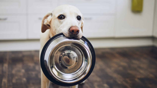 Wishbone Kitchen: Hassle-Free Salmon Recipes for Dogs - Wishbone Pet Foods NZ