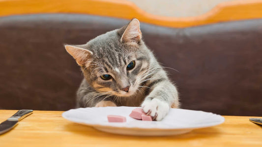 Wishbone Kitchen: Quick and Tasty Chicken Recipes for Busy Cat Parents - Wishbone Pet Foods NZ