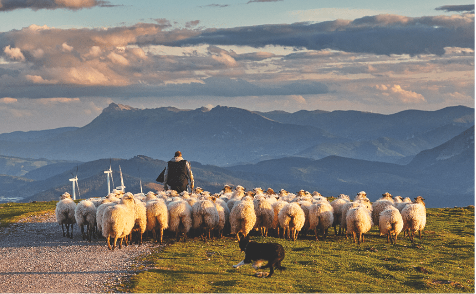 Wishbone launches Wishbone Gold, the first working dog food made in New Zealand in support of New Zealand farmers - Wishbone Pet Foods NZ