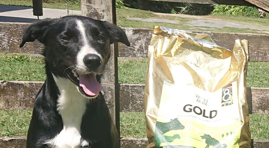 Wishbone Stories: A glimpse into farmers and their working dogs’ lives - Wishbone Pet Foods NZ