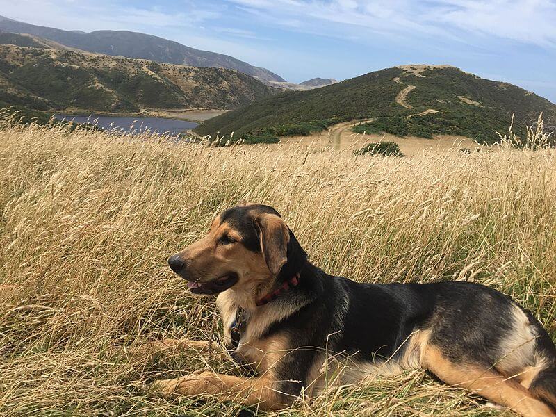 Working Dog Breed of the Month: New Zealand Huntaway - Wishbone Pet Foods NZ