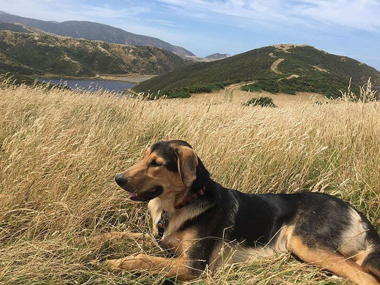 Working Dog Breed of the Month: New Zealand Huntaway - Wishbone Pet Foods NZ