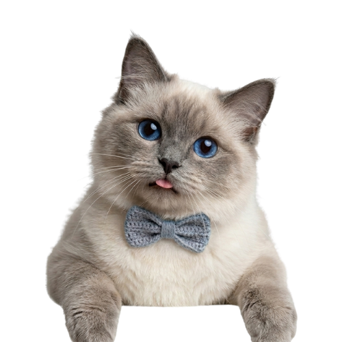 For Cats