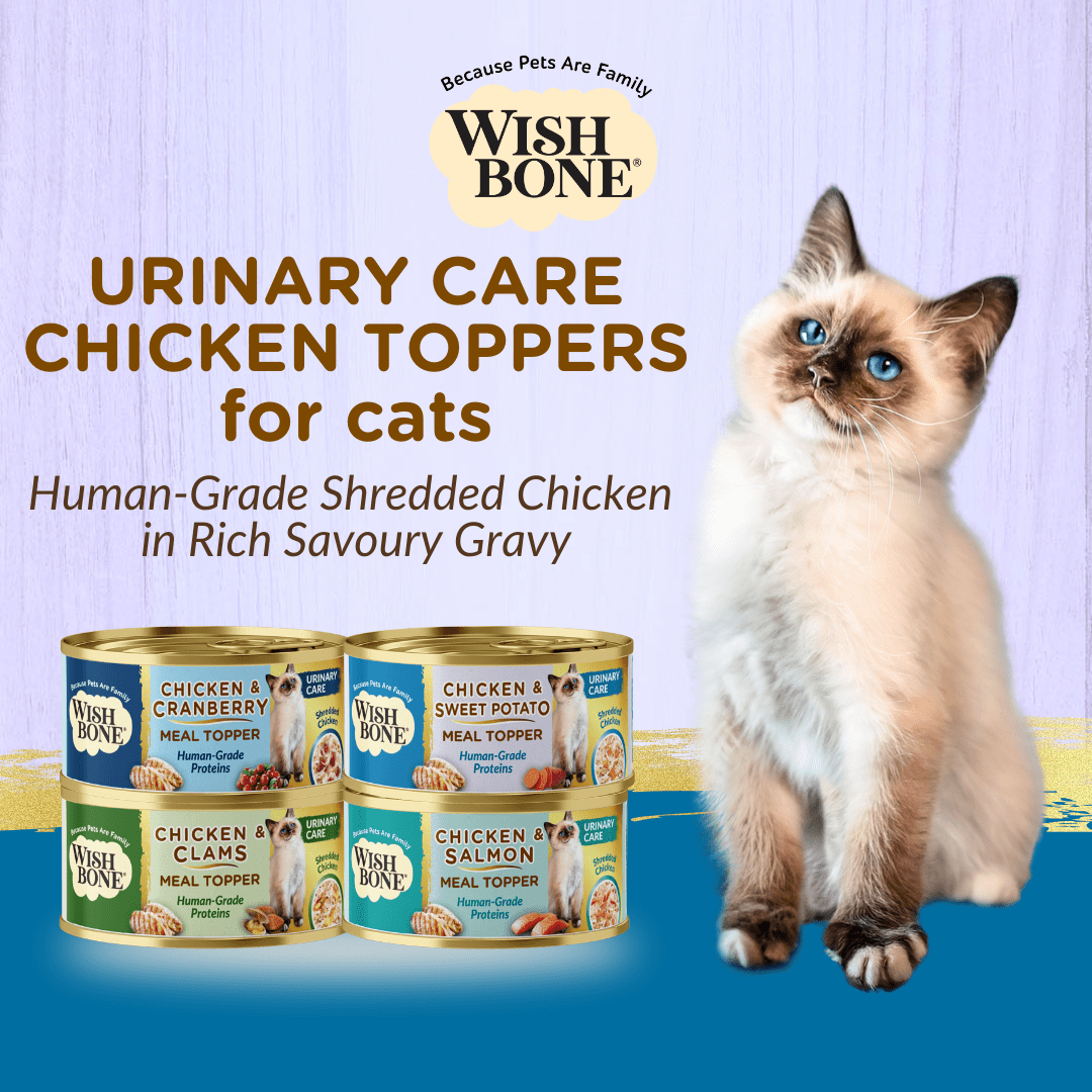 Chicken variety pack wet cat toppers