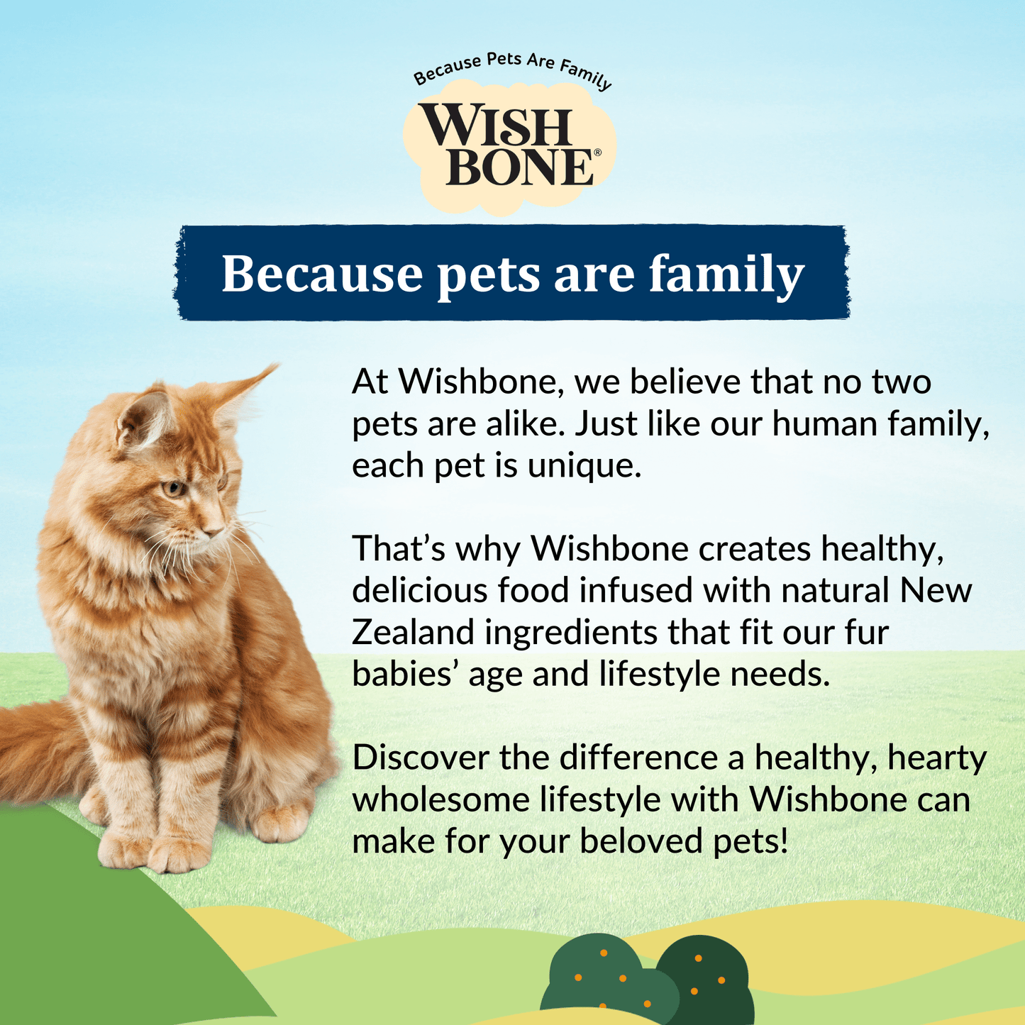 Wishbone Dry Cat Food Trial Pack Bundle - Wishbone Pet Foods NZ