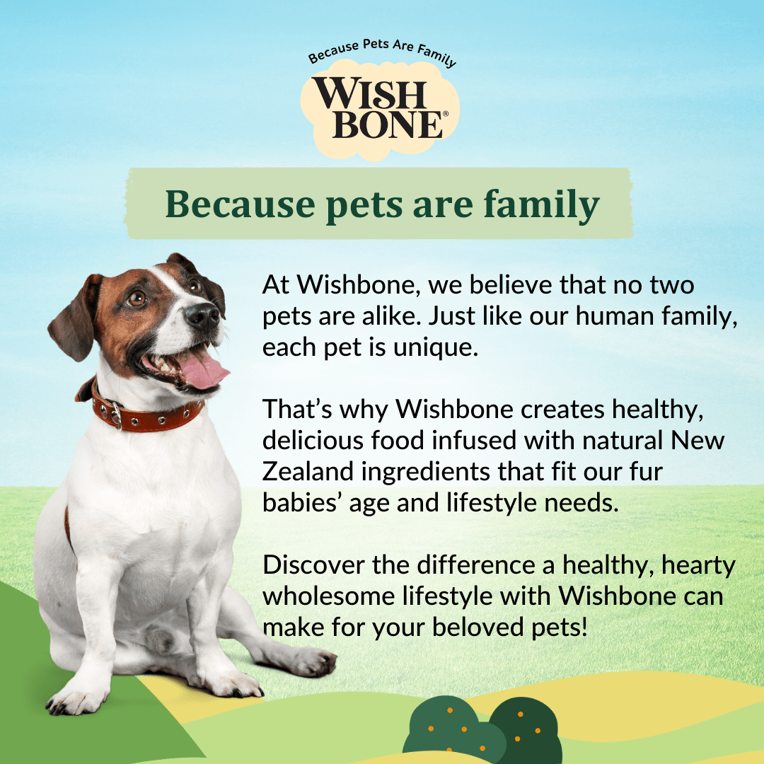 New Zealand lamb kibble for adult dogs